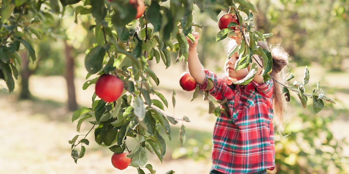Quiet Millionaire apple picking